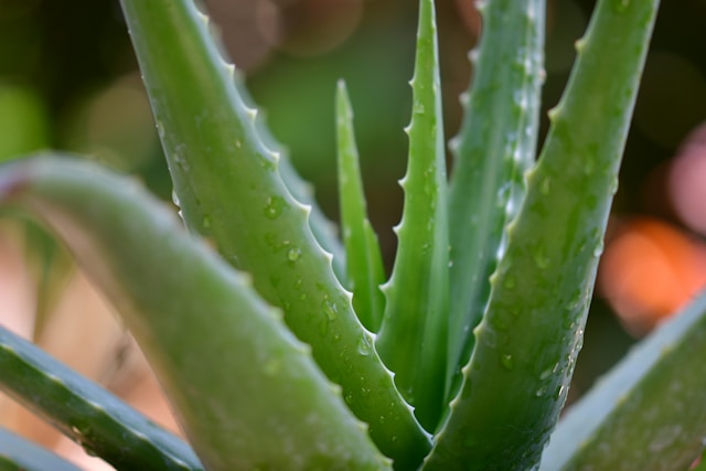 Aloe Vera: From Ancient Healing Plant to Modern-Day Wellness Powerhouse